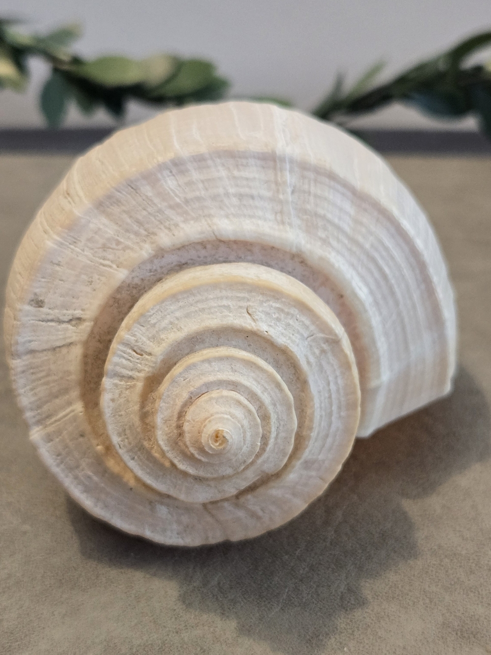 🐚 Lightning Whelk Shell Busycon sinistrum Collector Display